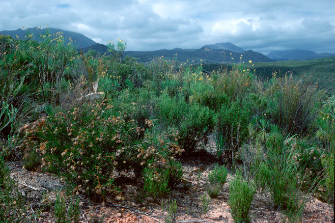 Serruria effusa (Candelabra spiderhead)