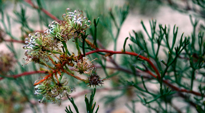 Serruria effusa (Candelabra spiderhead)