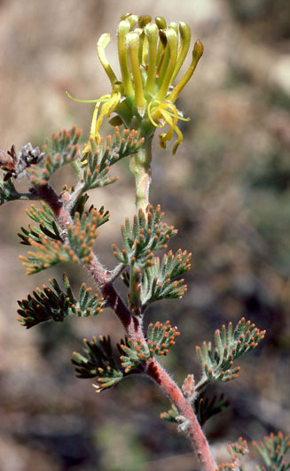 Serruria flava (Wuppertal spiderhead)