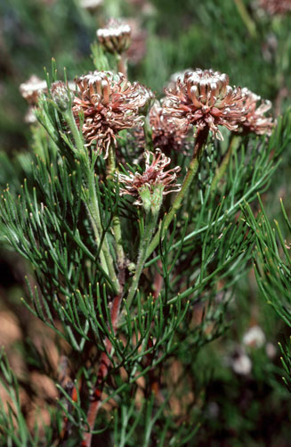 Serruria fucifolia (Northern spiderhead)
