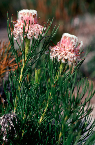 Serruria furcellata (Kraaifontein spiderhead)