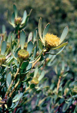 Leucadendron glaberrimum