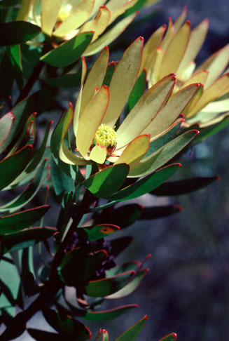 Leucadendron gydoense