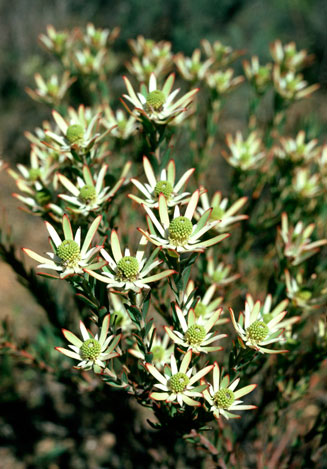 Leucadendron lanigerum