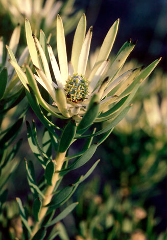 Leucadendron lanigerum