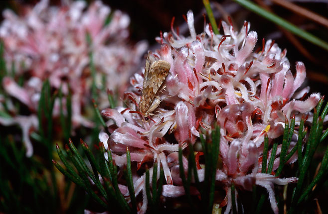 Serruria adscendens (Kleinmond spiderhead)