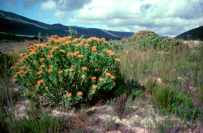 Leucospermum fulgens (Potberg pincushion)