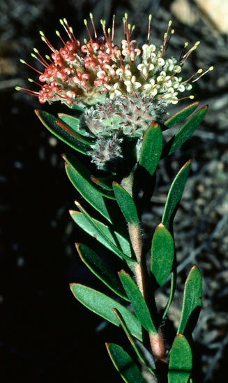 Leucospermum royenifolium (Eastern pincushion)