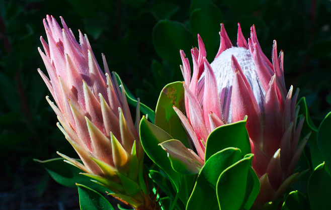 Protea cynaroides (King sugarbush, King protea)