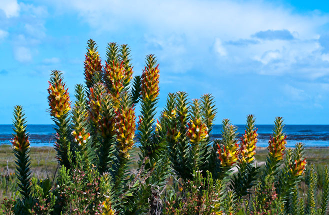 Mimetes fimbrifolius (Tree pagoda, Fringed pagoda)