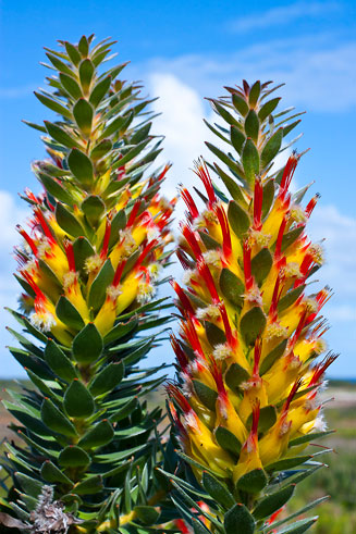 Mimetes fimbrifolius (Tree pagoda, Fringed pagoda)