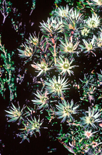 Leucadendron radiatum