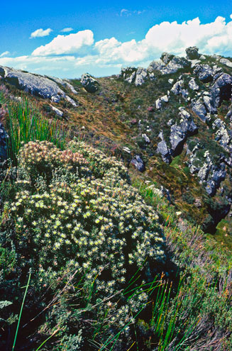 Leucadendron radiatum