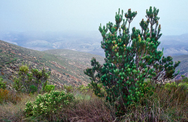 Leucadendron nobile