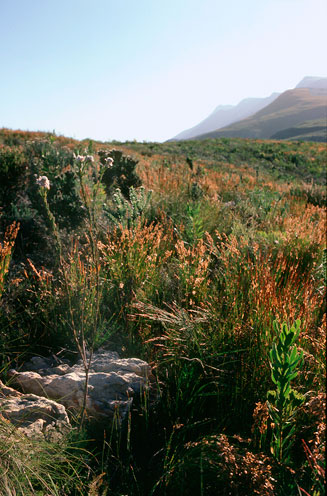 Serruria heterophylla (Spindly spiderhead)