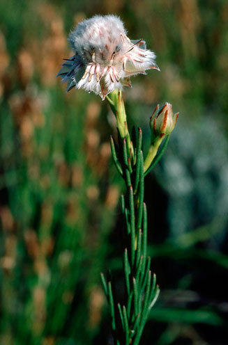 Serruria heterophylla (Spindly spiderhead)