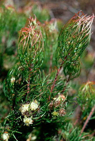 Serruria inconspicua (Cryptic spiderhead)