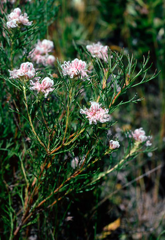 Serruria nervosa (Fluted spiderhead)