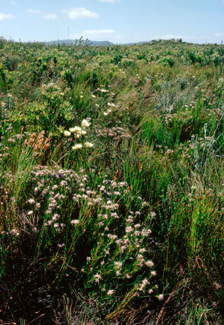 Serruria nervosa (Fluted spiderhead)