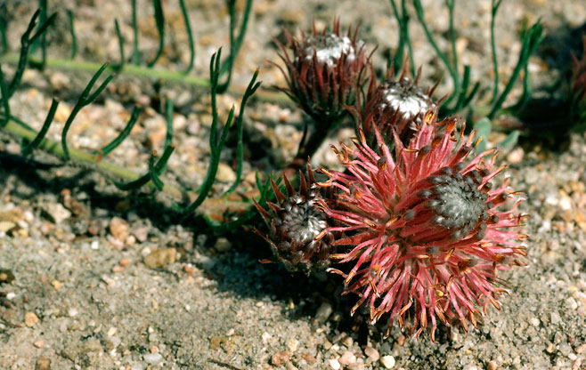 Serruria pinnata