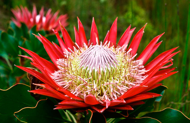 Protea cynaroides (King sugarbush, King protea)