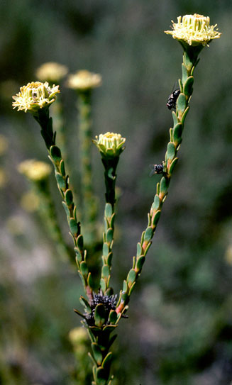 Leucadendron thymifolium