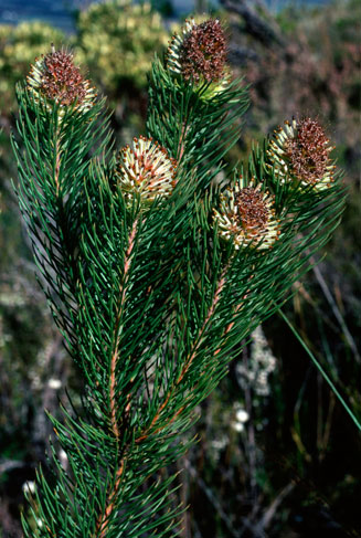 Sorocephalus pinifolius (Long-leaf clusterhead)
