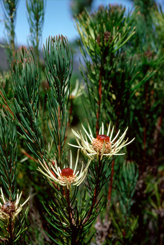 Leucadendron cinereum