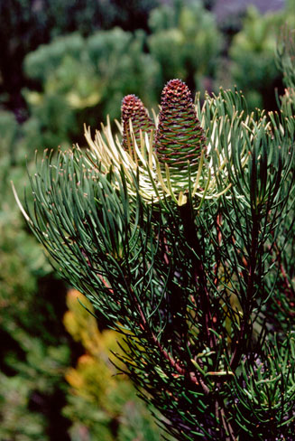 Leucadendron cinereum