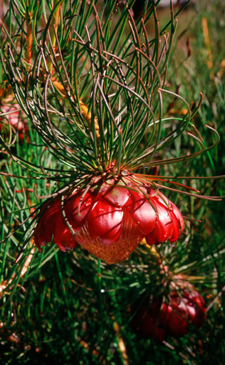 Protea pityphylla (Ceres sugarbush)