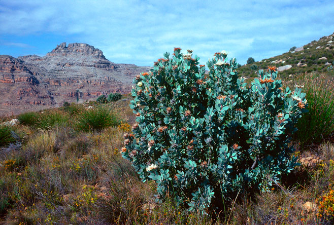 Protea punctata (Water sugarbush)
