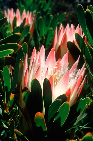 Protea repens (Common sugarbush)
