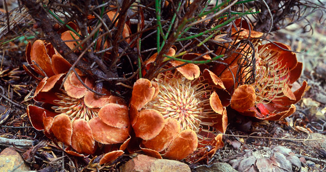 Protea subulifolia (Awl-leaf sugarbush)