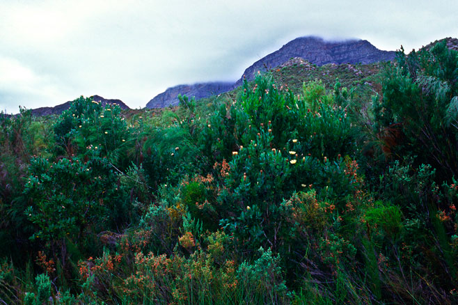 Protea subulifolia (Awl-leaf sugarbush)