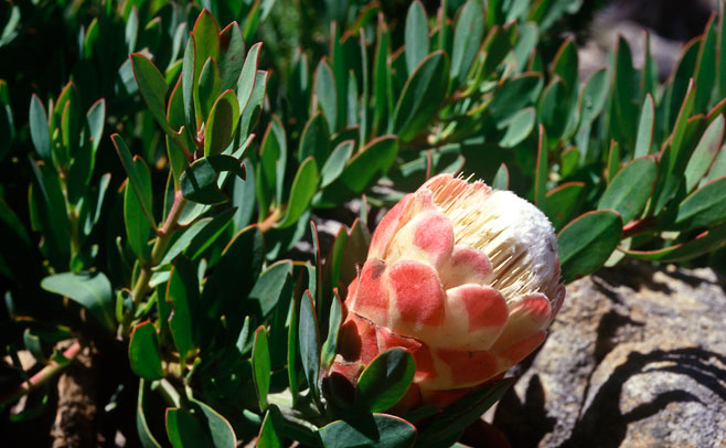 Protea venusta (Creeping beauty)