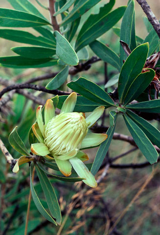 Protea welwitschii (Dwarf savanna sugarbush)