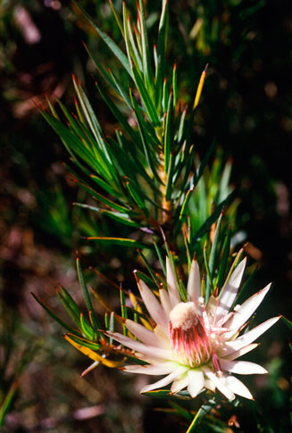 Protea mucronifolia (Dagger-leaf sugarbush)