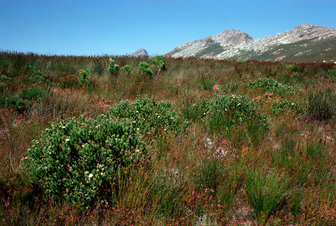 Diastella thymelaeoides