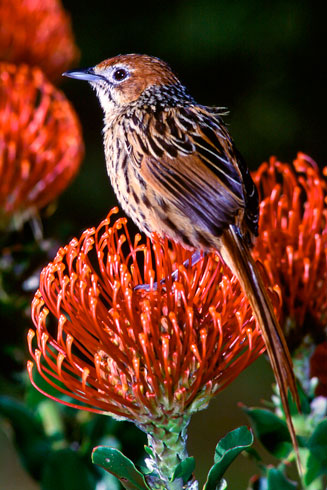 Leucospermum cordifolium (The pincushion)