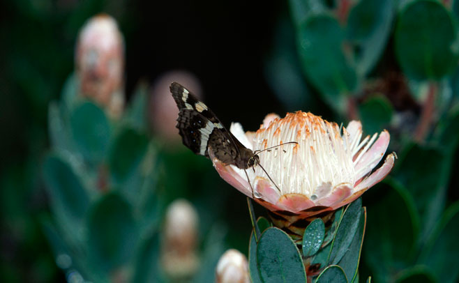 Protea punctata (Water sugarbush)