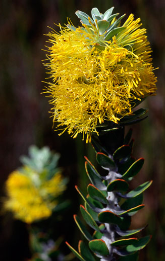 Mimetes chrysanthus (Golden pagoda)