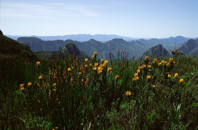 Mimetes pauciflorus (Three-flowered pagoda)