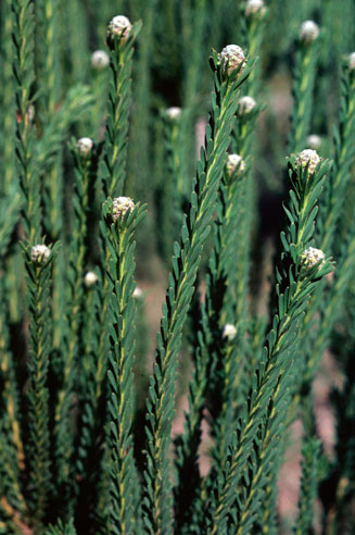 Leucadendron linifolium