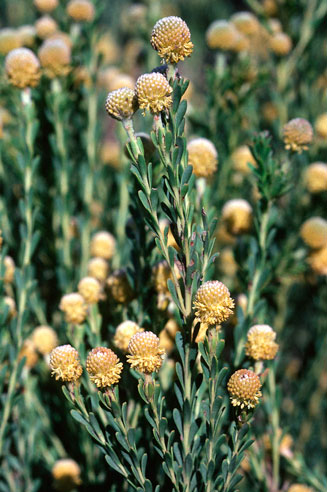 Leucadendron linifolium