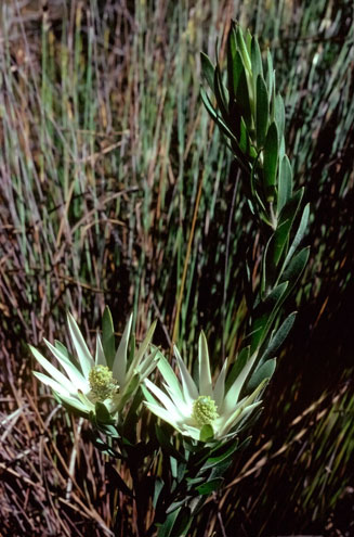 Leucadendron loeriense