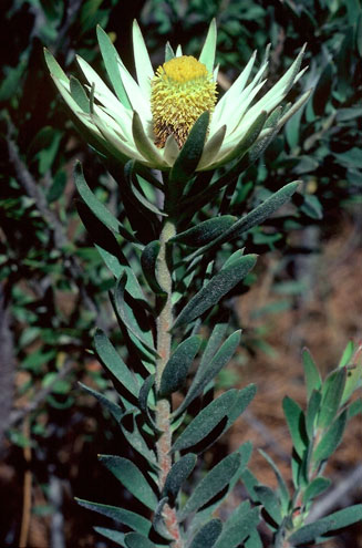 Leucadendron loeriense