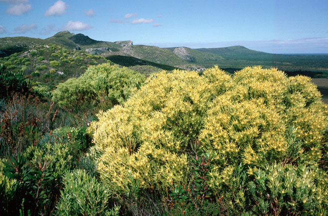 Leucadendron meridianum