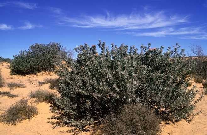 Leucospermum praecox