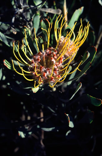 Leucospermum praecox