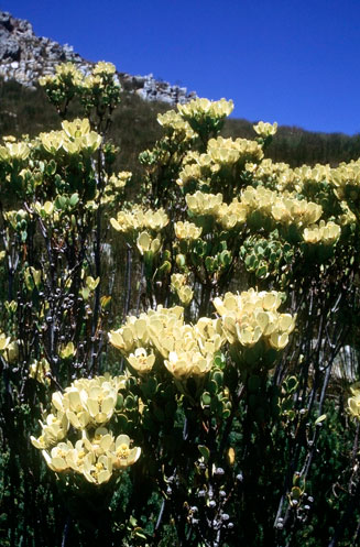 Leucadendron immoderatum